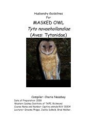 Masked Owl - Nswfmpa.org