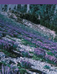 Genetic variation in Broadleaf Lupine (Lupinus latifolius) on the Mt ...