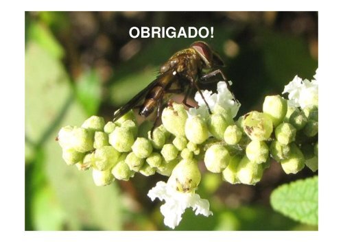 Formigas diminuem a visitação de polinizadores de Cordia ...