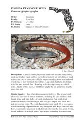 FLORIDA KEYS MOLE SKINK Eumeces egregius egregius