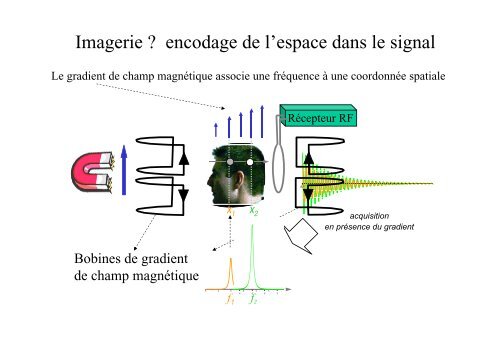 Comment obtenir une image en IRM ? - CEA Saclay