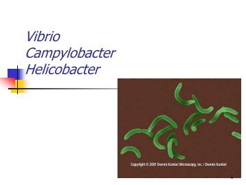 Vibrio, Campylobacter, Helicobacter