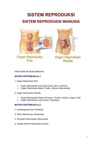 SISTEM REPRODUKSI PADA MANUSIA