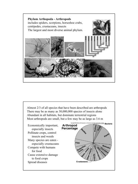Animal Diversity Animal Diversity