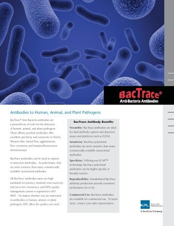 BacTrace Anti-bacteria Flyer - KPL