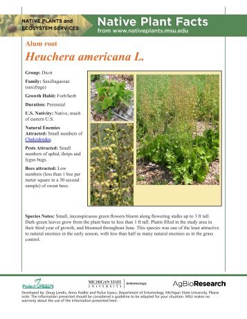 Alum root - Native Plants - Michigan State University
