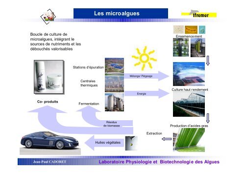 Les microalgues