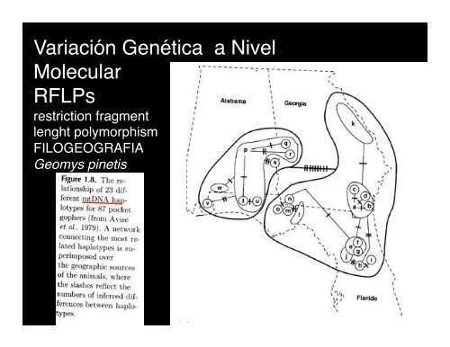 Variación Genética - Instituto de Ecología