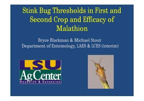 Stink Bug Thresholds in First and Second Crop and Efficacy of ...