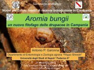 Aromia bungii, un nuovo fitofago delle drupacee in Campania