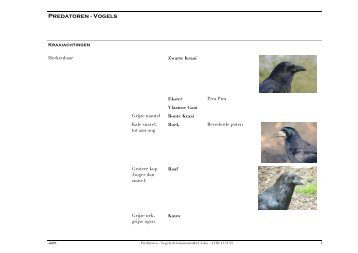 Predatoren - Vogels determinatietabel 4 - Hunting.be