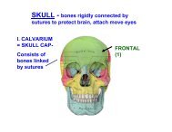 I. CALVARIUM = SKULL CAP- Consists of bones linked by sutures ...