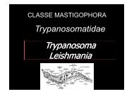 Trypanosoma Leishmania Trypanosoma Leishmania - Ufersa