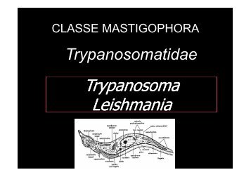 Trypanosoma Leishmania Trypanosoma Leishmania - Ufersa