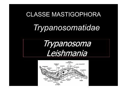 Trypanosoma Leishmania Trypanosoma Leishmania - Ufersa