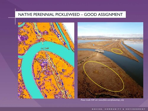 Using Remote Sensing to Map the Evolution of Marsh Vegetation in ...