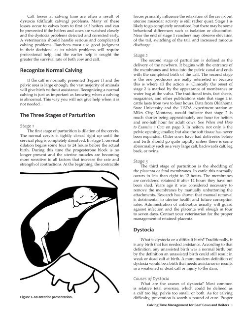 Calving Time Management for Beef Cows and ... - OSU Fact Sheets