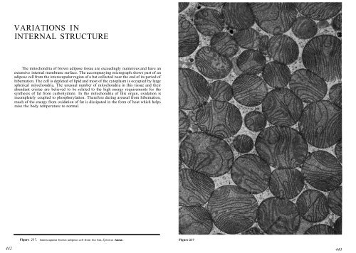 Chapter 7: Mitochondria