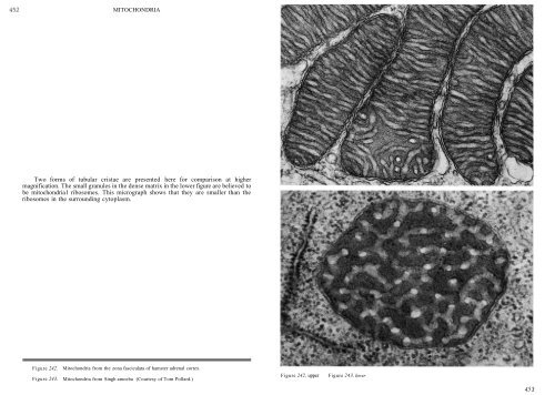 Chapter 7: Mitochondria