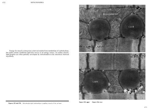 Chapter 7: Mitochondria