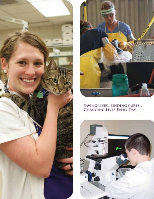 Partner with Us - School of Veterinary Medicine - Louisiana State ...