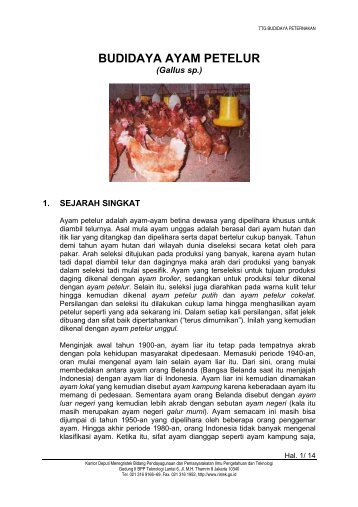 Budidaya Ayam Petelur - Warintek