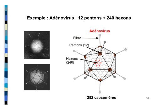 Structure et multiplication des virus