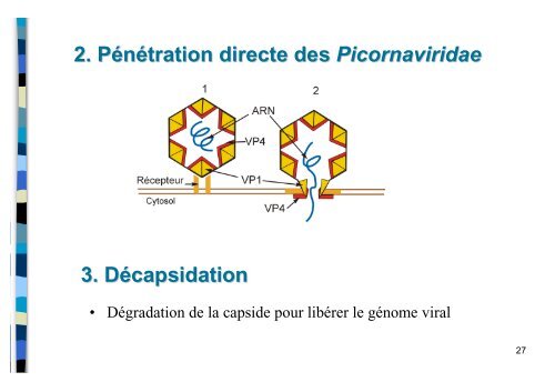 Structure et multiplication des virus