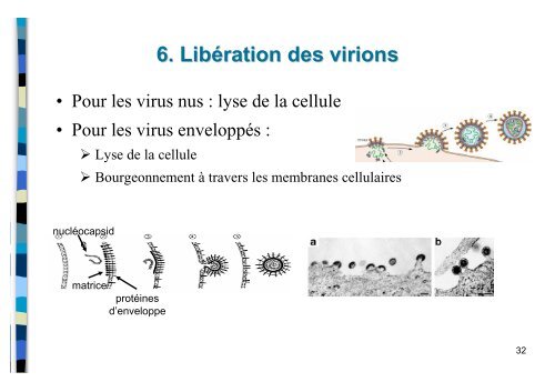 Structure et multiplication des virus
