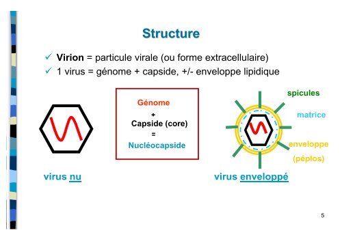 Structure et multiplication des virus