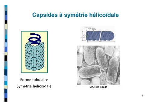 Structure et multiplication des virus