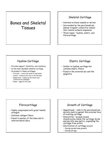 Bones & Skeletal Tissue Notes