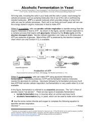 Alcoholic Fermentation in Yeast - Serendip