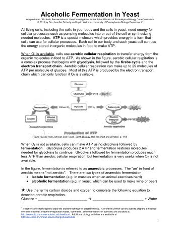 Alcoholic Fermentation in Yeast - Serendip