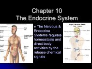 Chapter 10 The Endocrine System.pdf