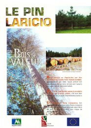 Le Pin Laricio, un bois de valeur