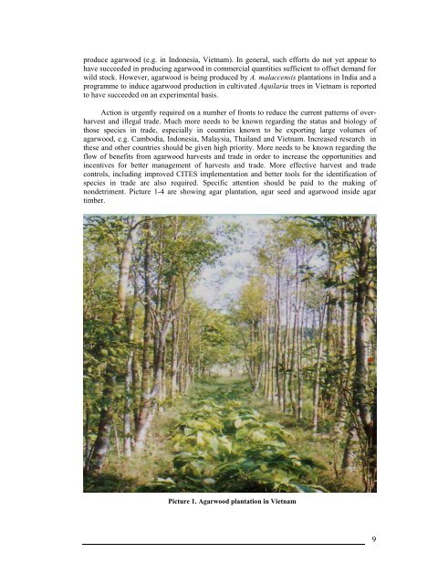 Agarwood Plantation at BRAC Tea Estate - BRAC Research and ...