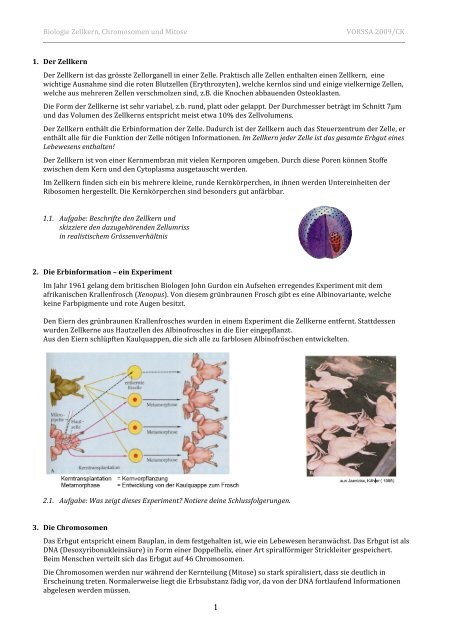 Biologie Zellkern, Chromosomen und Mitose VORSSA ... - Caucau.ch