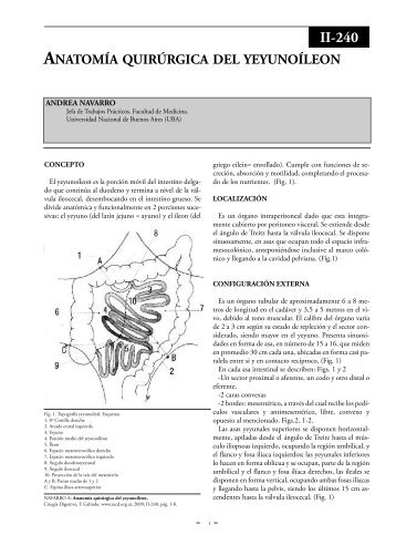 AnatomÃ­a quirÃºrgica del intestino delgado. - sacd.org.ar