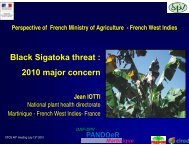 Black Sigatoka threat : 2010 major concern - CEDAF