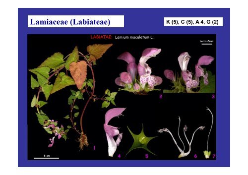 La sistematica delle iangosperme angiosperme