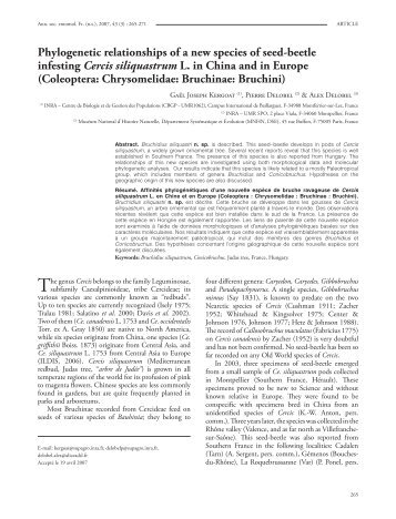 Phylogenetic relationships of a new species of seed-beetle infesting ...