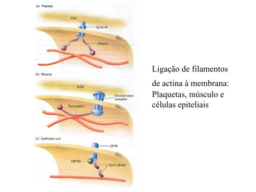 Citoesqueleto 1