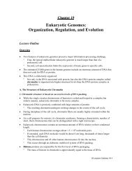 chapter 19 the organization and control of eukaryotic genomes