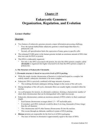 chapter 19 the organization and control of eukaryotic genomes