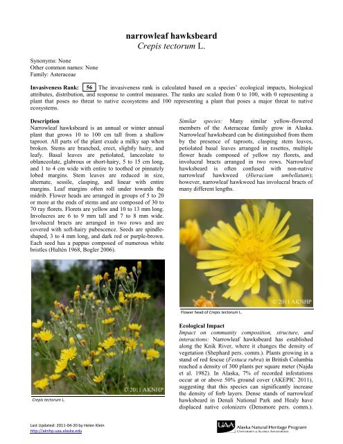 narrowleaf hawksbeard Crepis tectorum L. - Alaska Natural Heritage ...