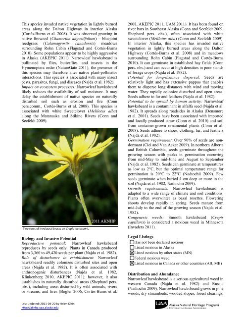 narrowleaf hawksbeard Crepis tectorum L. - Alaska Natural Heritage ...