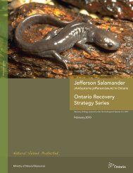 Jefferson Salamander - Amphibian Specialist Group