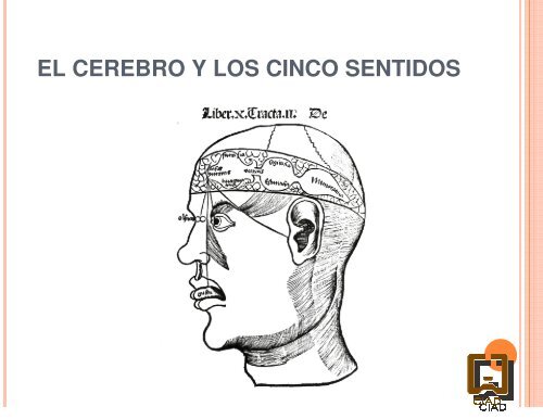 el cerebro humano, herramienta clave en el análisis sensorial de ...