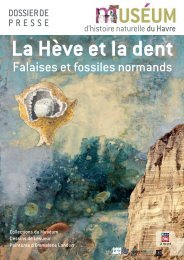 Falaises et fossiles normands - MusÃ©es en Haute-Normandie